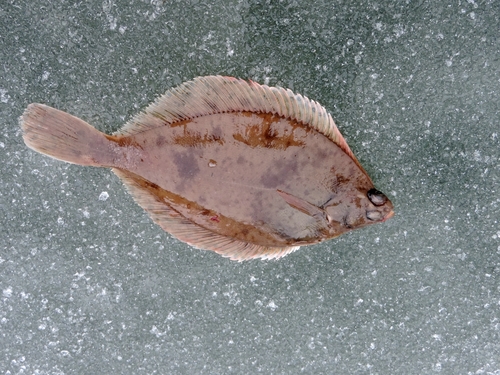 Sand Dab