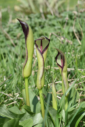 Black Sea Arum (Arum euxinum)