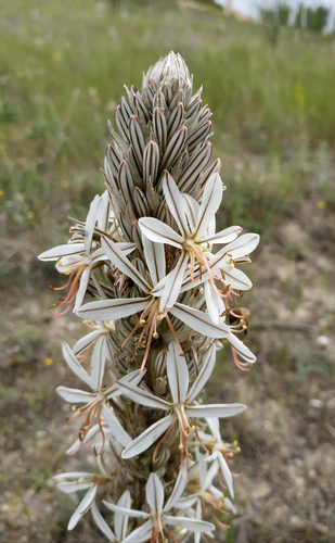 Asphodeline globifera