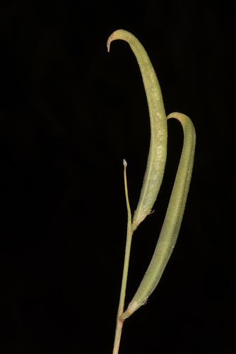 Astragalus campylorrhynchus