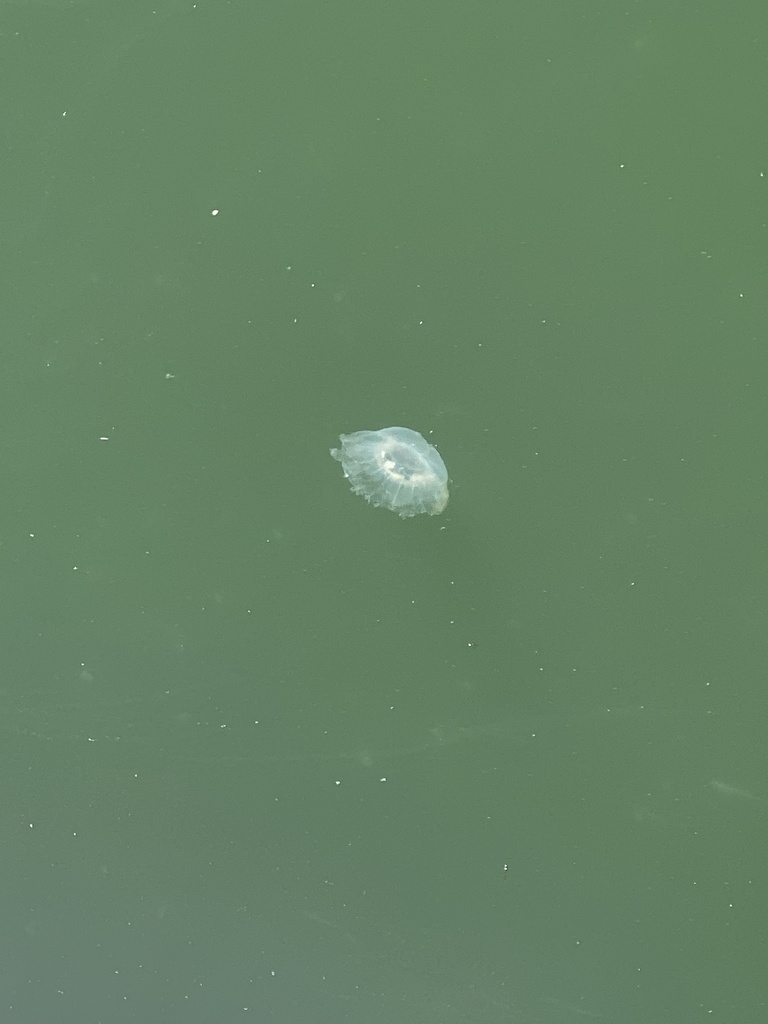 Pacific Sea Nettle From Pillar Point Harbor CA US On June 24 2021 At   Large 