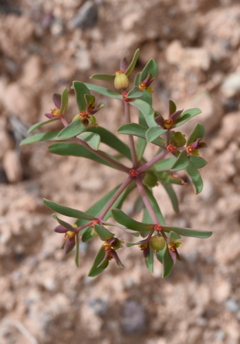 Euphorbia szovitsii