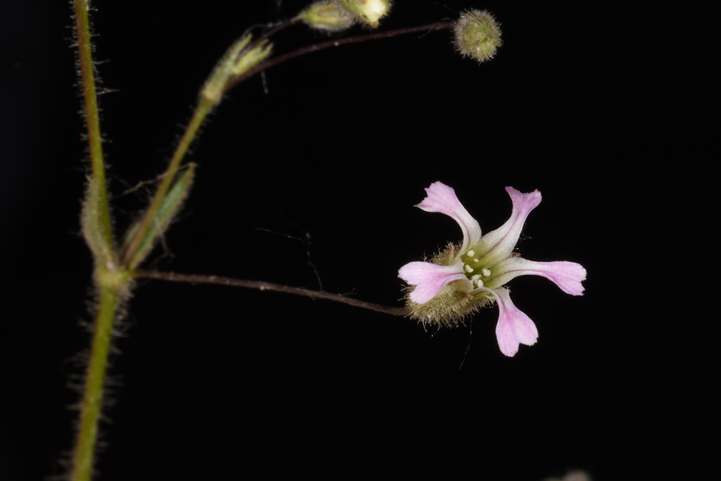 Flor de la novia