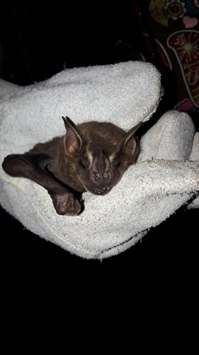 Great Fruit-eating Bat