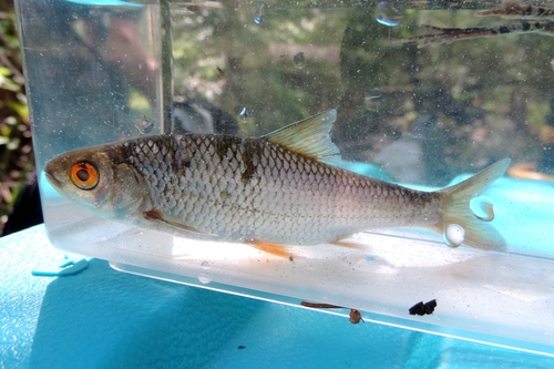 Common Roach