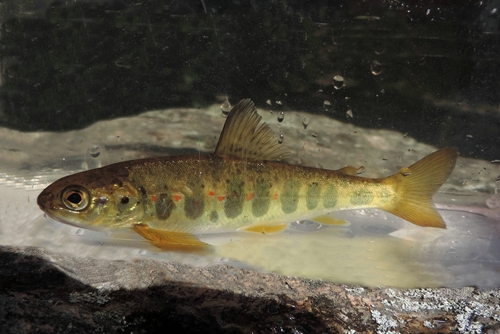 Atlantic Salmon