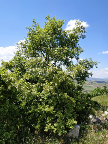 Turkey Oak