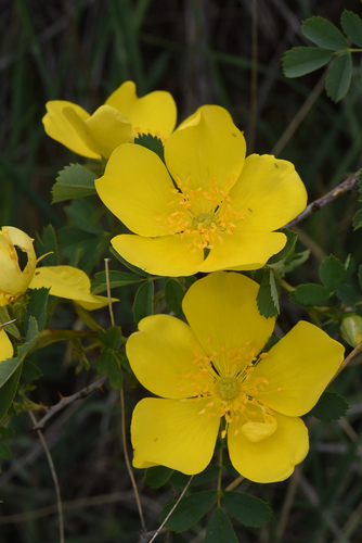 Sulfur Rose (Rosa hemisphaerica)