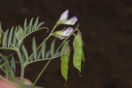 Vicia caesarea