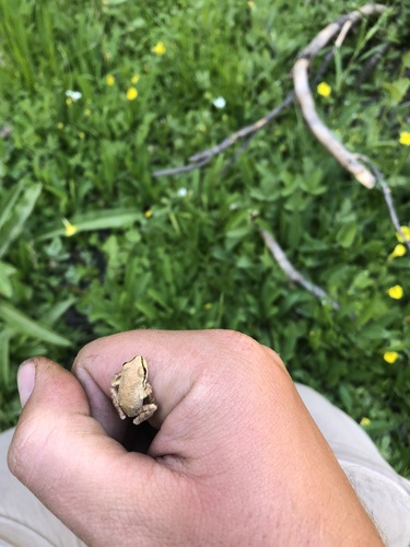 iNaturalist observation photo of Pacific chorus frog