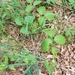 photo of Western Poison Ivy (Toxicodendron rydbergii)