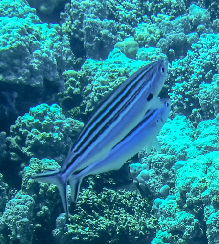 Striated Fusilier — seen at this dive site