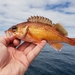 Redstripe Rockfish - Photo (c) Bill Hubick, all rights reserved, uploaded by Bill Hubick