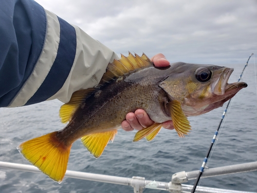 Yellowtail Rockfish