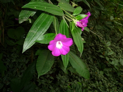 Image of Meriania longifolia