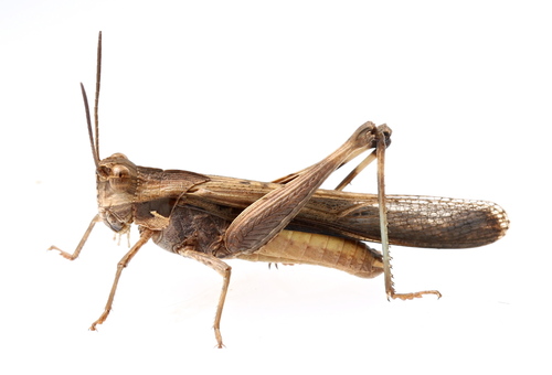 Morphacris fasciata