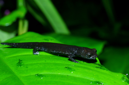 Cuetzalan Salamander