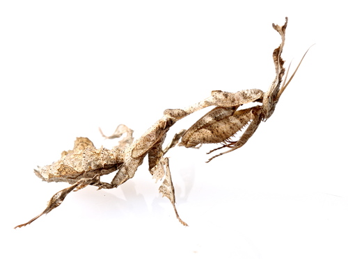 Common Ghost Mantis