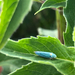 photo of Blue-green Sharpshooter (Graphocephala atropunctata)