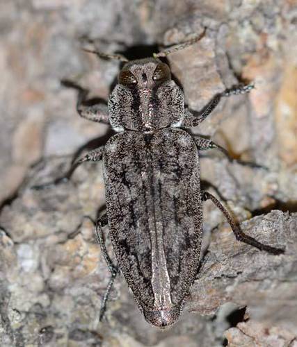 Chrysobothris dentipes (Germar, 1824)