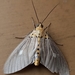 Kanara Tiger Moth - Photo (c) Ambady Sasi, all rights reserved, uploaded by Ambady Sasi