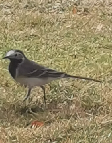 White Wagtail