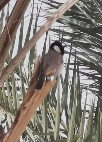 White-eared Bulbul