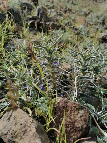 Blepharis edulis