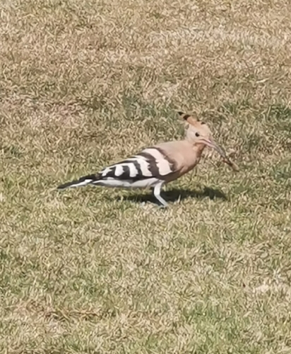 Common Hoopoe
