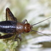 Sphagnum Ground Cricket - Photo (c) Brandon Woo, all rights reserved, uploaded by Brandon Woo