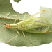 Broad-winged Tree Cricket - Photo (c) Brandon Woo, all rights reserved, uploaded by Brandon Woo