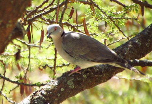Mourning Collared Dove