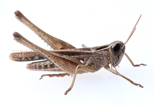 Tylotropidius