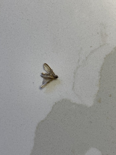 photo of Indian-meal Moth (Plodia interpunctella)