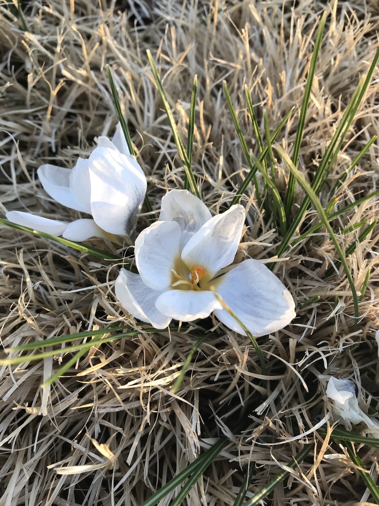Spring Crocus from 4988 Old Carpenter Rd, Edwardsville, IL, US on March