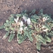 Astragalus grubovii - Photo (c) nyambayar nyamjantsan, all rights reserved, uploaded by nyambayar nyamjantsan