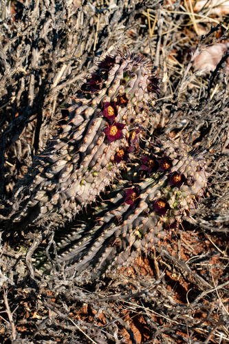 Hoodia officinalis ssp. officinalis
