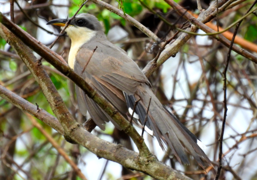 Mangrove Cuckoo (Coccyzus minor)