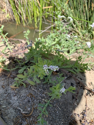 iNaturalist observation photo of alkali heliotrope