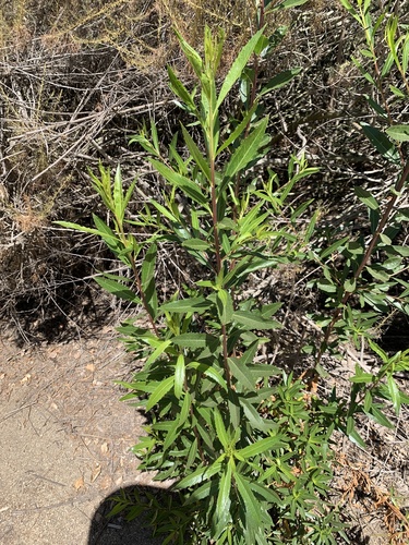 iNaturalist observation photo of mule fat