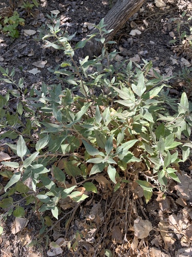 iNaturalist observation photo of California brittlebush