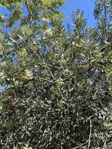 iNaturalist observation photo of Toyon