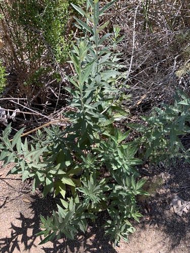 iNaturalist observation photo of California mugwort
