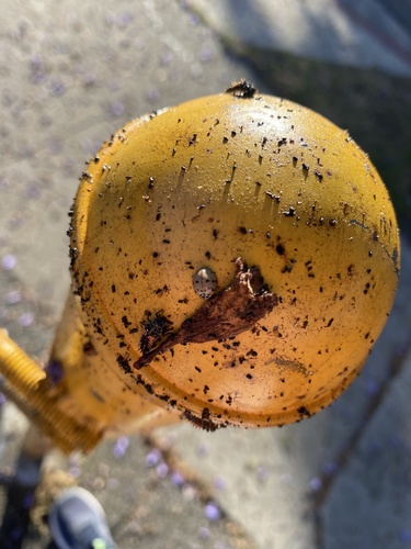 photo of Asian Lady Beetle (Harmonia axyridis)