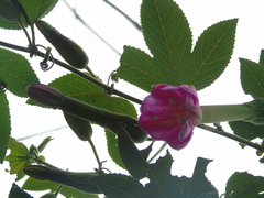 Passiflora roseorum image