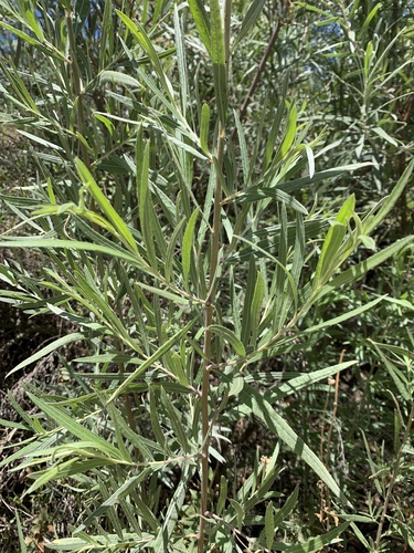 iNaturalist observation photo of Narrowleaf Willow