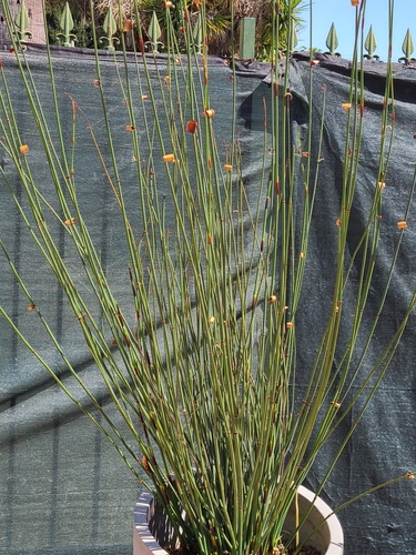 photo of Cape Thatching Reed (Elegia tectorum)