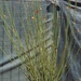 photo of Cape Thatching Reed (Elegia tectorum)