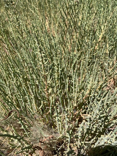 iNaturalist observation photo of Pacific Glasswort