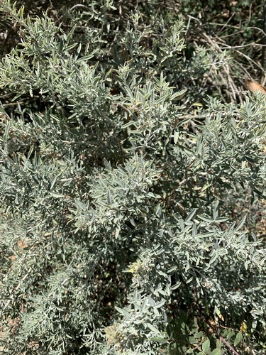 iNaturalist observation photo of Bladderpod